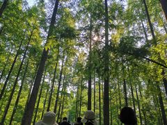 -黄海国家森林公园