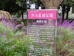 -上海滨江森林公园