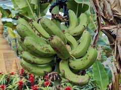 -南宫五洲植物乐园