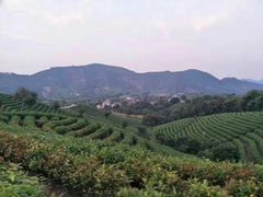 -帐篷客·溪龙茶谷度假酒店