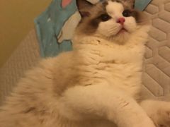 -瑞派名望志远动物医院·猫科·內科·异宠专科(直港大道店)