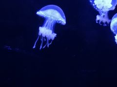 -青岛海底世界-水族馆