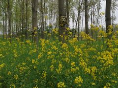 -合肥滨湖国家森林公园