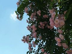 -楠柏弯休闲山庄(梨花溪店)