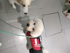 -爱侣宠医·鹦鹉专科·小型哺乳类·异宠专科(灵石路店)