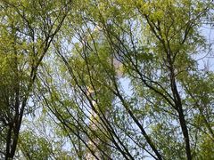 -中央广播电视塔