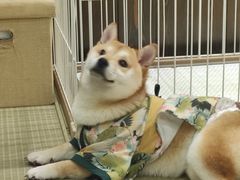 -逗柴咖啡屋·狗咖猫咖宠物桌游