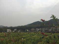 -红山村