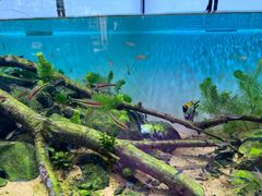 -青石桥花鸟鱼虫市场(叠翠城店)