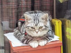 -萌兽医馆·眼科·异宠专科(三里屯店)
