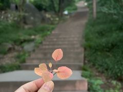 -香山公园