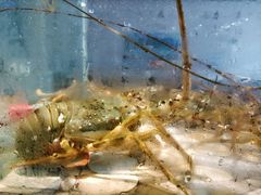 -巽寮印象美食部落餐厅·海鲜·地方特色菜(惠州体验店)