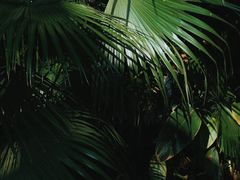 -中国科学院西双版纳热带植物园