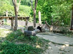 -都江堰中华大熊猫苑