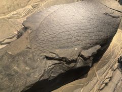 -白鹤梁水下博物馆