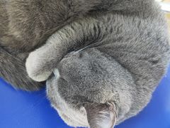 -芭比堂宠物医院·全科爱猫医院·仁德分院