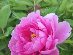 -洛阳市隋唐城遗址植物园