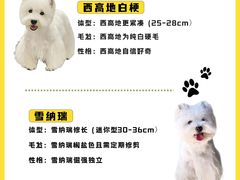 -翊宠yipet猫狗购宠庄园