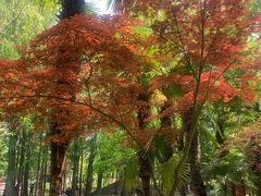 -川沙古镇-停车场