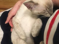 -Cappucimeow猫咪咖啡馆(韦伯时代店)