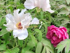 -莲花池公园