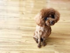 -多卡布奇宠物生活馆(上林世家店)