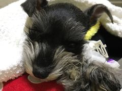 -爱派特动物医院·全科诊疗中心