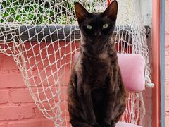 -喵屿·大理花园猫咖