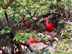 -广州长隆飞鸟乐园