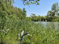 -溱湖国家湿地公园