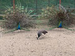 -绵阳盛世樱花悠乐谷