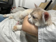 -琪喵猫屋·撸猫猫咖·猫舍