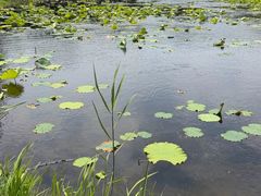 -长广溪湿地公园