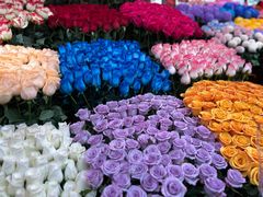-越秀西湖花市(广州城市广场花卉店)