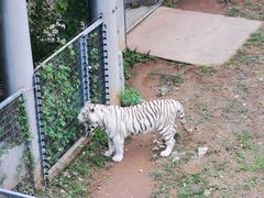 -石家庄市动物园