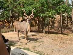 -清迈夜间动物园