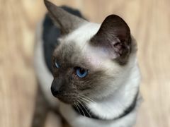 -猫色咖啡·猫咖