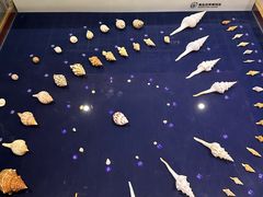 -青岛贝壳博物馆