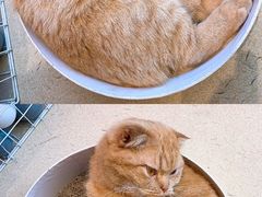 -藏猫猫咖啡主题馆(中央大道店)