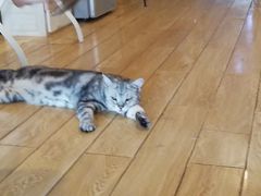 -Cappucimeow猫咪咖啡馆(韦伯时代店)