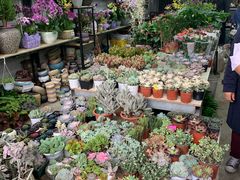 -金科花卉市场