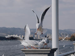 -海埂大坝