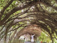 -广西壮族自治区药用植物园