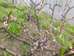 -春花秋色城市公园