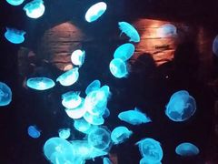 -悉尼海洋生物水族馆