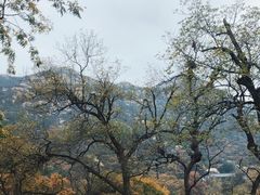 -青岛崂山太清宫