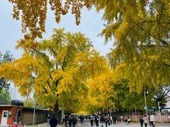 -三里屯东五街银杏大道