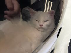 -瑞派康怡24h宠物医院·犬猫医疗中心·微创绝育(瑞景分院)