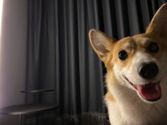 -宠福鑫康馨动物医院·骨科·眼科