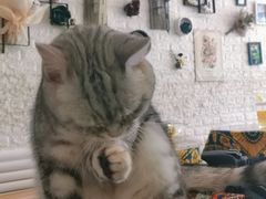 -平行世界·猫咖(首经贸店)